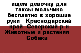 ищем девочку для таксы мальчика бесплатно в хорошие руки - Краснодарский край, Северский р-н Животные и растения » Собаки   